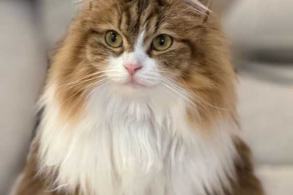 House sit in Tokyo, Japan