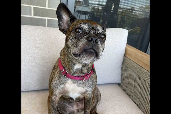 House sit in Mitcham, SA, Australia