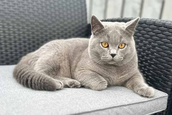 House sit in Glasgow, United Kingdom