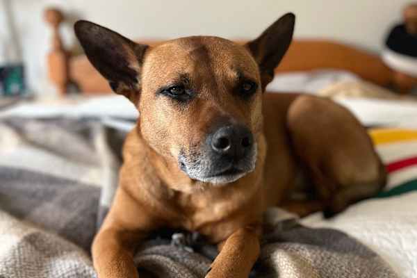 House sit in Spokane, WA, US