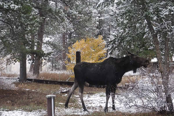 House sit in Rollinsville, CO, US