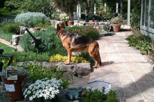 House sit in Sacramento, CA, US