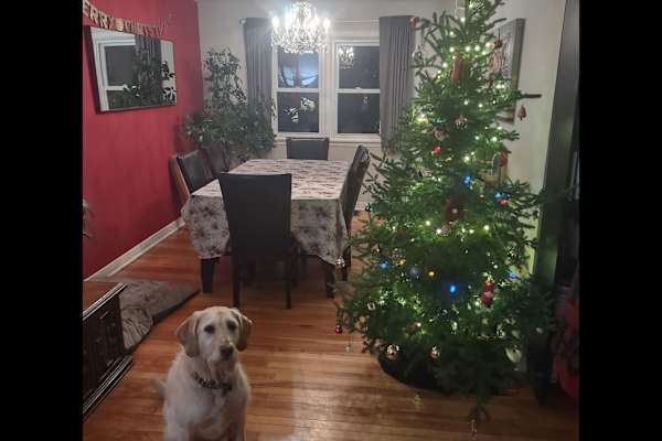 House sit in Ottawa, ON, Canada