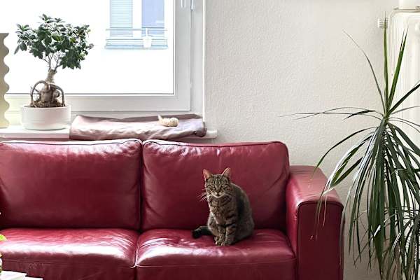House sit in Berlin, Germany