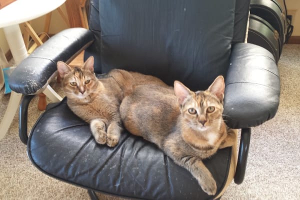 House sit in Laguna Beach, CA, US