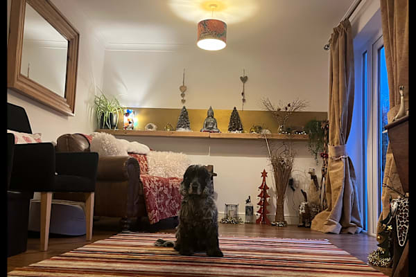 House sit in Welshpool, United Kingdom