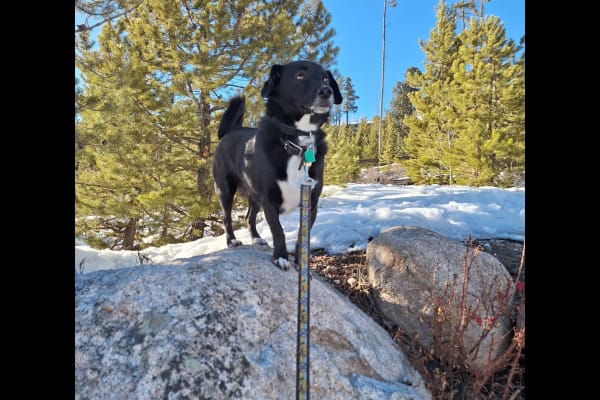 House sit in Keystone, CO, US