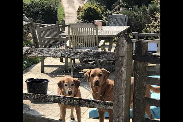 House sit in Haslemere, United Kingdom