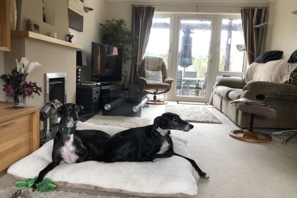 House sit in Milford on Sea, United Kingdom