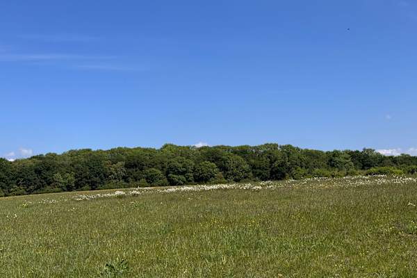 House sit in Hartwell, United Kingdom