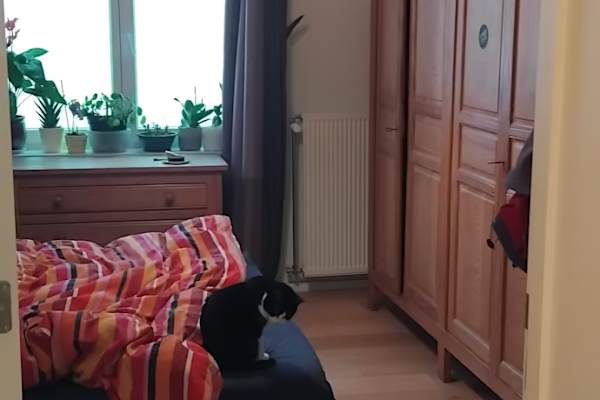 House sit in Brussels, Belgium