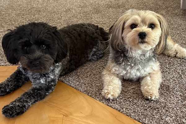 House sit in River Falls, WI, US
