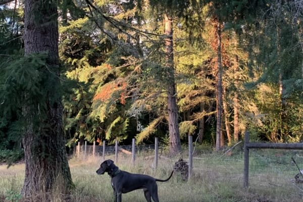 House sit in Vashon, WA, US