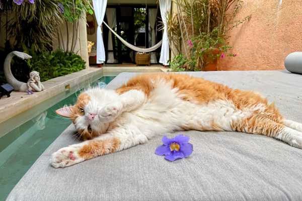 House sit in Mérida, Mexico