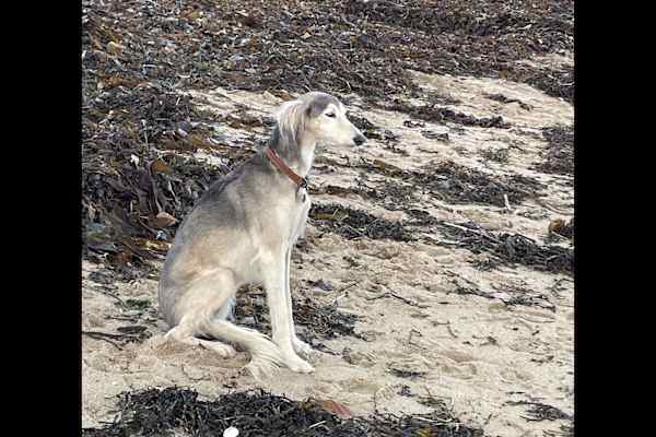 House sit in Falmouth, United Kingdom