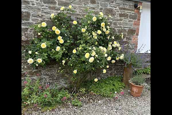 House sit in Holbeton, United Kingdom