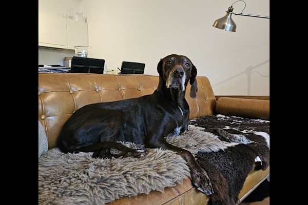 House sit in Vienna, Austria