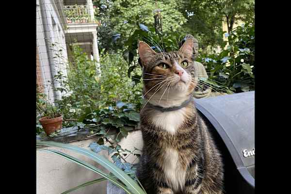 House sit in Hannover, Germany