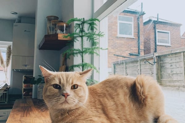 House sit in Chester, United Kingdom