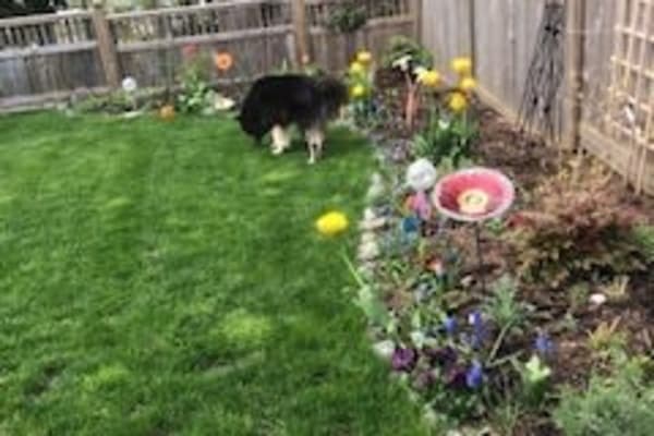 House sit in Nanaimo, BC, Canada