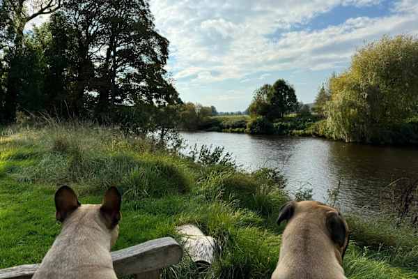 House sit in Penrith, United Kingdom