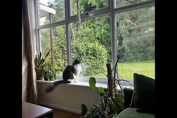 House sit in Reading, United Kingdom