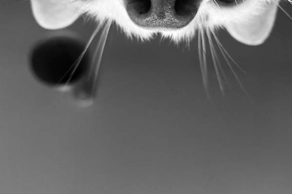 House sit in Northwood, United Kingdom