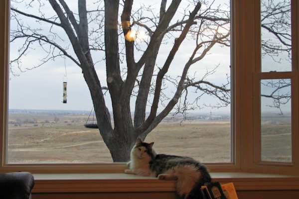 House sit in Broomfield, CO, US