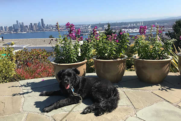 House sit in West Seattle, WA, US