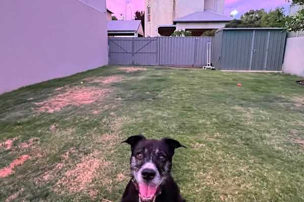 House sit in Perth, WA, Australia