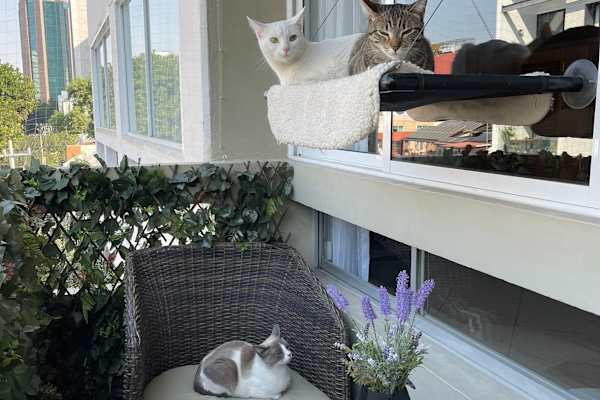 House sit in Mexico City, Mexico