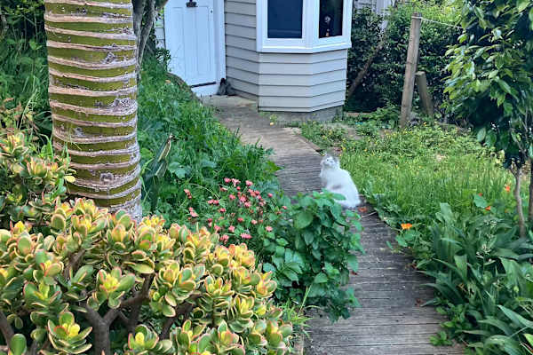 House sit in Mount Victoria, New Zealand