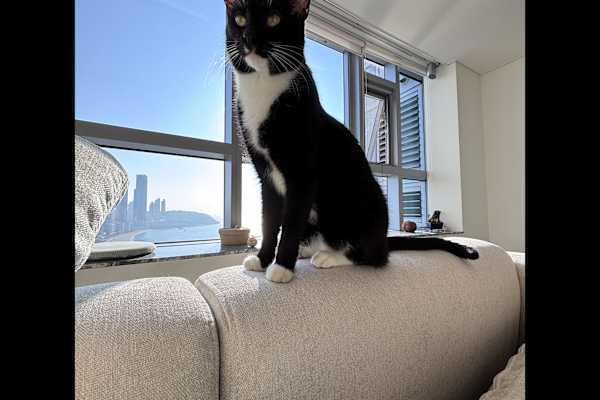 House sit in Busan, South Korea