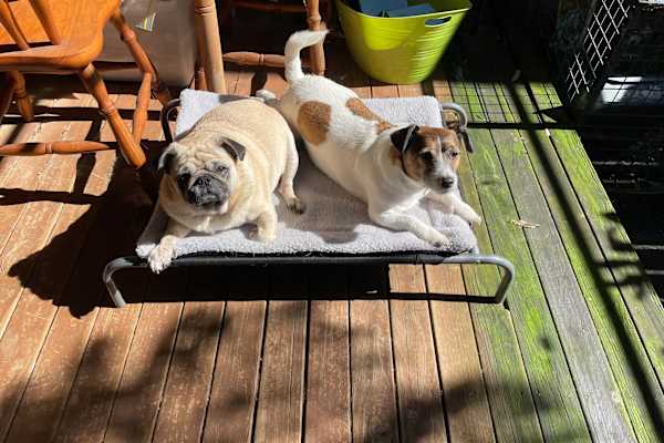 House sit in The Entrance North, NSW, Australia