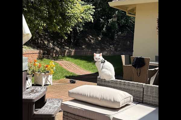 House sit in Burlingame, CA, US