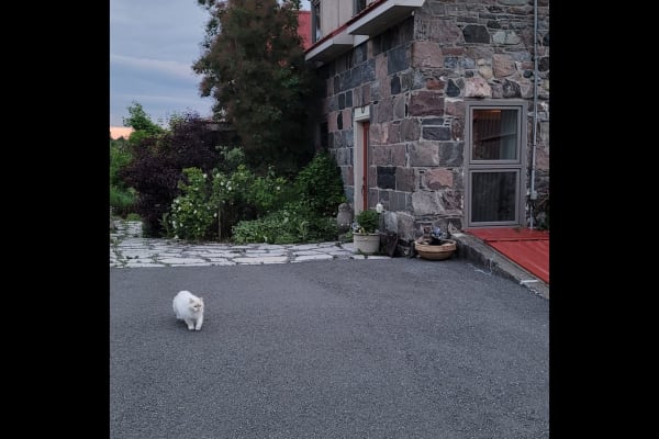 House sit in Roseneath, ON, Canada