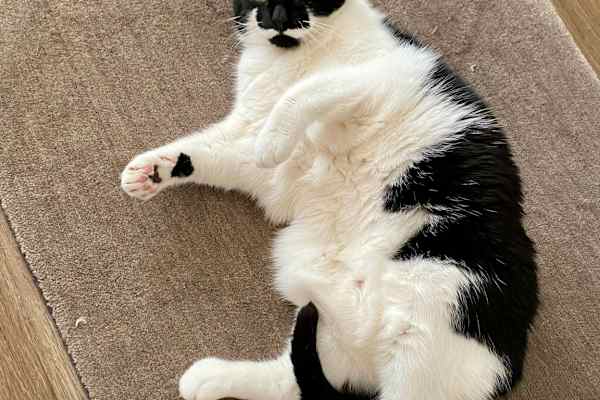 House sit in Washington, D.C., Washington, D.C., US