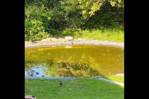 House sit in Clarinbridge, Ireland