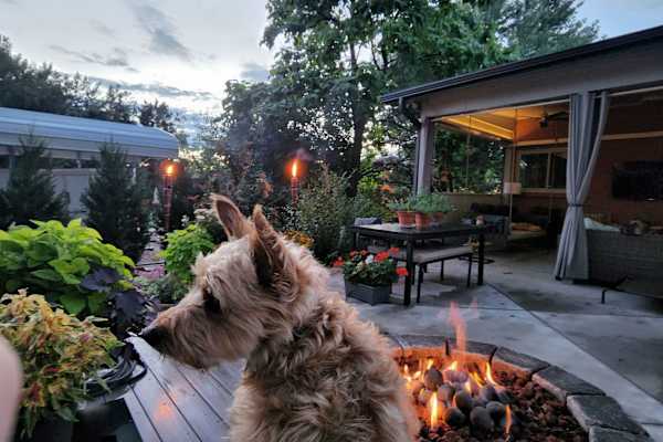 House sit in Wheat Ridge, CO, US