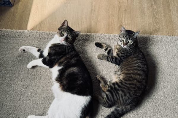 House sit in Barcelona, Spain