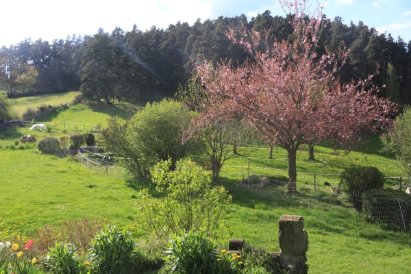 House sit in Allègre, France