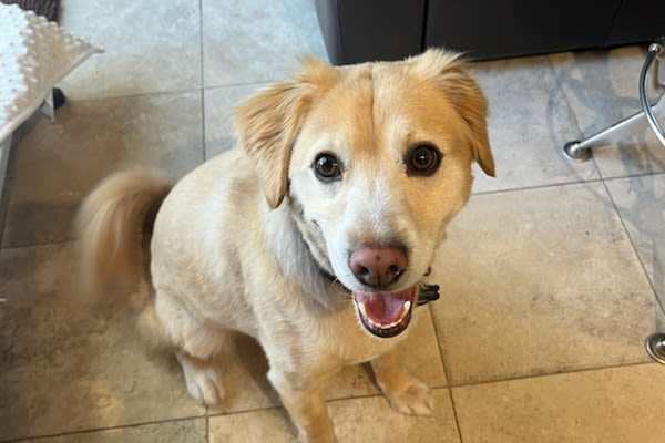 House sit in Laguna Niguel, CA, US