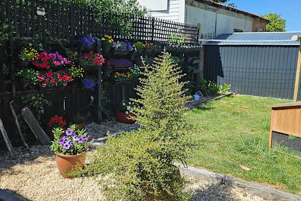 House sit in Christchurch, New Zealand