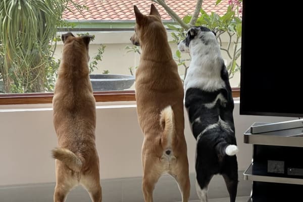 House sit in Phatthaya, Thailand