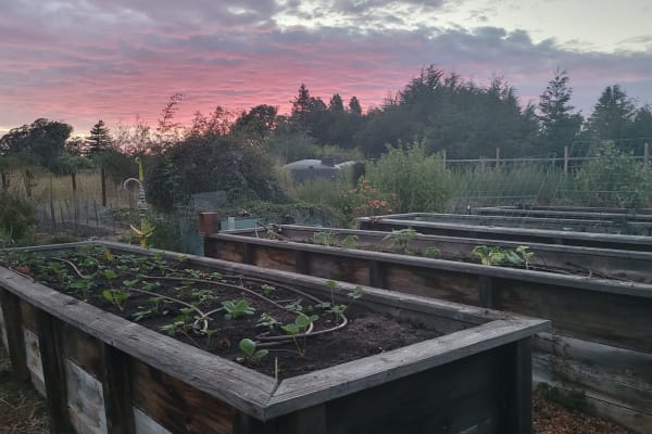 House sit in Watsonville, CA, US