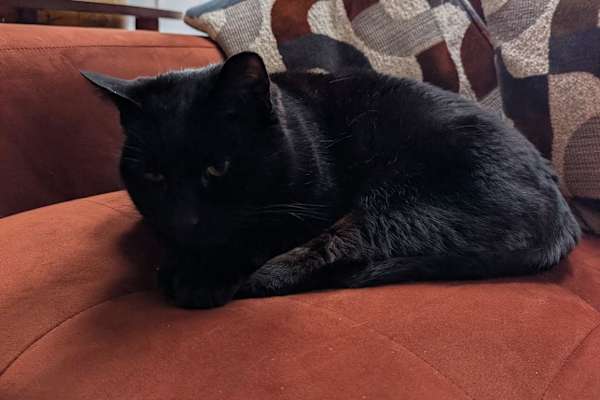 House sit in Marple, United Kingdom