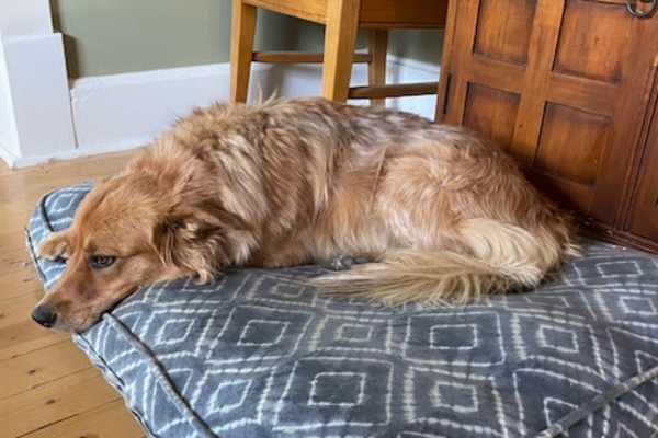 House sit in Durango, CO, US