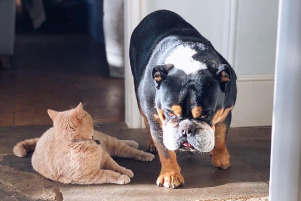 House sit in Brive-la-Gaillarde, France