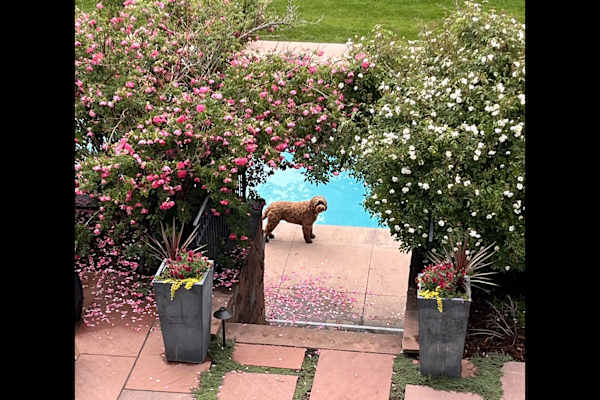 House sit in Boulder, CO, US
