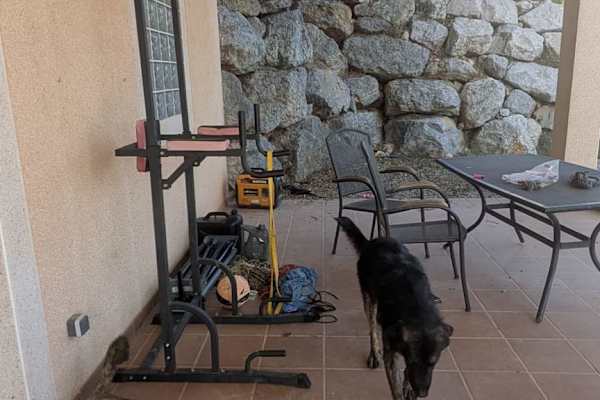 House sit in Corbera de Llobregat, Spain
